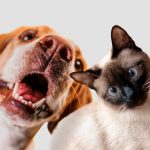 Orrego envió a la legislatura un proyecto para reconocer a los animales como seres sintientes