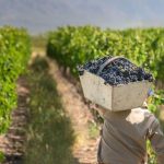 Vendimia: Trabajadores rurales de la cosecha denunciaron una caída del 30% en el valor del tacho de uva y reclaman mejoras salariales