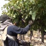 Heladas tardías en San Juan: qué cultivos están más expuestos y cómo pueden reducirse los daños