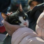 Cómo proteger a las mascotas y prevenir accidentes tras las lluvias